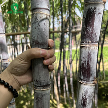甘蔗种植基地广西玉林黑皮甘蔗产地万亩优质水果甘蔗批发