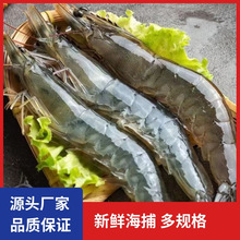 新鮮大蝦鮮活超大基圍蝦青島特大青蝦白蝦冷凍整箱蝦類海鮮水產
