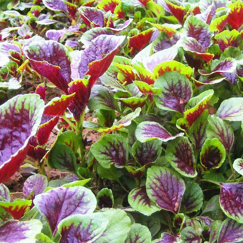 Цветок, красный круглый лист, семена амаранта, гонконгский сорт, листья ивы, долговечность, овощи, овощи Хань, семена диких овощей, весна, лето, осень, семена овощей в горшках