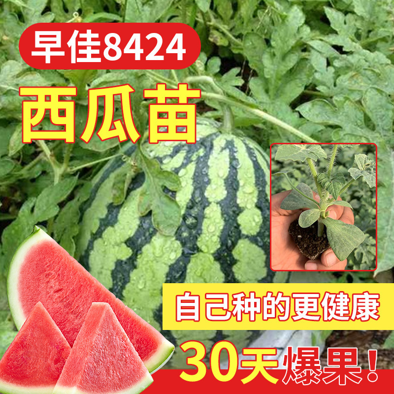西瓜苗8424麒麟嫁接苗懒汉无籽西瓜秧四季南方阳台种植盆栽蔬菜苗