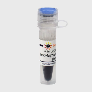 P2135 BeyoMag&trade; Anti-His Magnetic Beads (Anti-His磁珠)