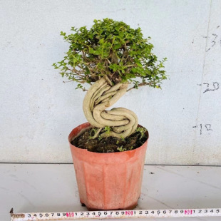 �Ϙ������ә��Ҽ����ļ��L���ͺ��辰ֲ���n�����Nޱ�Ϙ�����