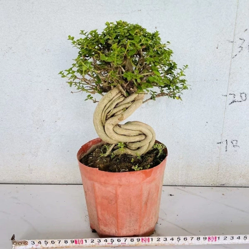 Старый сучок вишневого боярышника, вечнозеленое и морозостойкое растение бонсай, корейская роза, старый сучок в горшке.