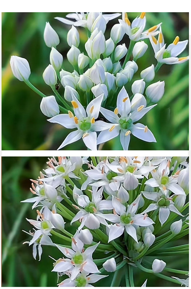 Chinese Chive Seed Tea Jiu Cai Zi Wild Leek Seeds Dried Herbal Seeds for Tea Wine Infusion 500g specifications