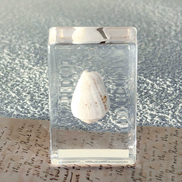 Conch 05