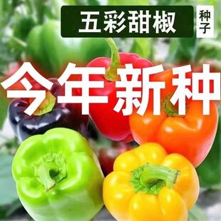 五彩甜椒种子四季五彩椒青椒灯笼椒彩色辣椒种籽甜椒盆栽蔬菜种Z-阿里巴巴