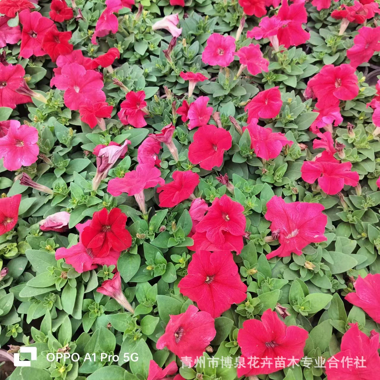 Оптовая база для рассады петунии в маленьких стаканчиках, двухцветной рассады в стаканчиках, рассады в стаканчиках, богатых цветов, для цветочного производства.