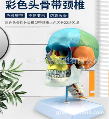 Simulated human body Head to color Model colour skull separate cervical vertebra Color Distinguish 22 Block region