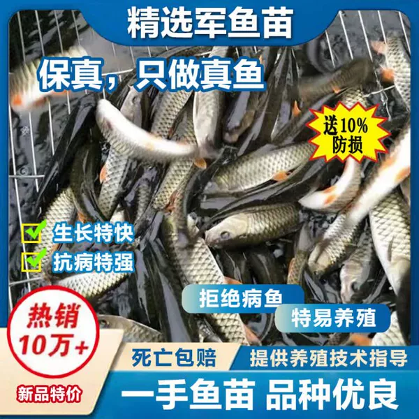 20% loss prevention for 30 2-4cm military fish fry
