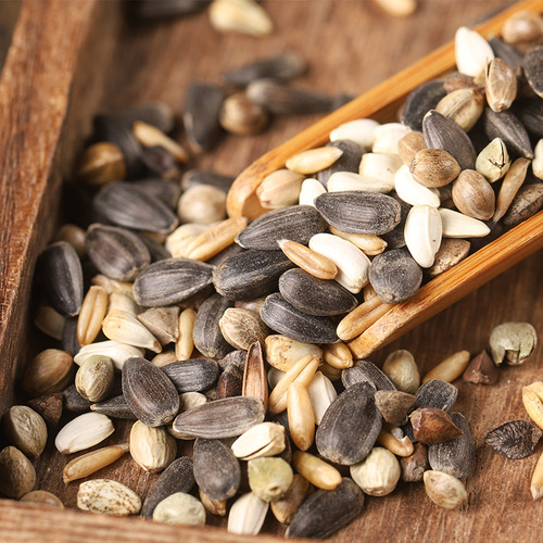 Medium and large pet mixed little sun gold sun monk Alex scarlet breast gray parrot eclectic sunflower feed bird food