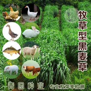 Rye Grass Seed Cut Cold-Resistant Pasture Seed Winter Pasture 70 Grass All Year Round Feeding Chicken, Duck, Goose, Fish, Cow, Sheep, Pig and Rabbit Grass Seed