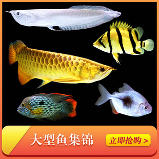 �𴬽����_�h�Ꭷ�^�p�~�W�^�~�~�t���~wlb��ˮ؈���~�؈D�~