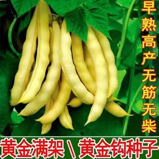 ���카���S���ǷN�Ӗ|���Ͷ��ǷN���S�𶹴����＾����ļ�������
