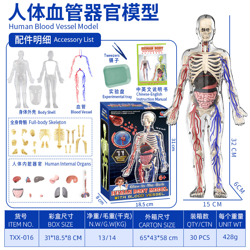 Modelo del cuerpo humano, juguetes educativos STEM para niños, modelo de anatomía humana desmontable, reconocimiento de órganos, fabricante, venta al por mayor image 13