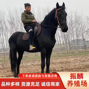 �ʘ��������R ��Ѫ�R��Ѫ�R���Rِ�R�Rƥ�����T���R����