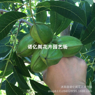 ��Ʒ�N�������Ҽ޽���̸���������ɽ���Ҙ����ϱ����Nֲ����Y��