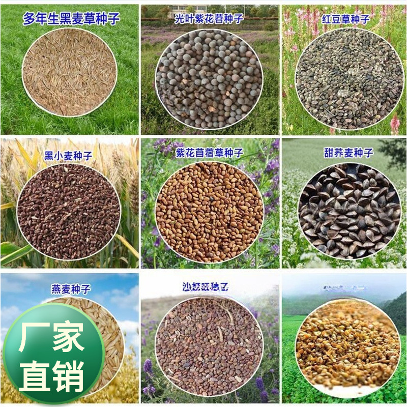 牧草种子黑麦草种大麦黑小麦狼尾草芨芨草苦荞麦苏丹草高丹草种子
