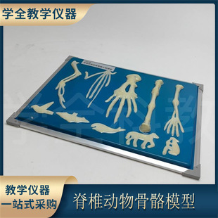 Vertebrate bone model forelimb specimen comparison biology class experiment display device junior high school Senior high school teaching instrument