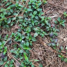 Ұ�������� ���� ��ǌ�� ������ ������ 䁵��\ ɽ��ǌ ���r��