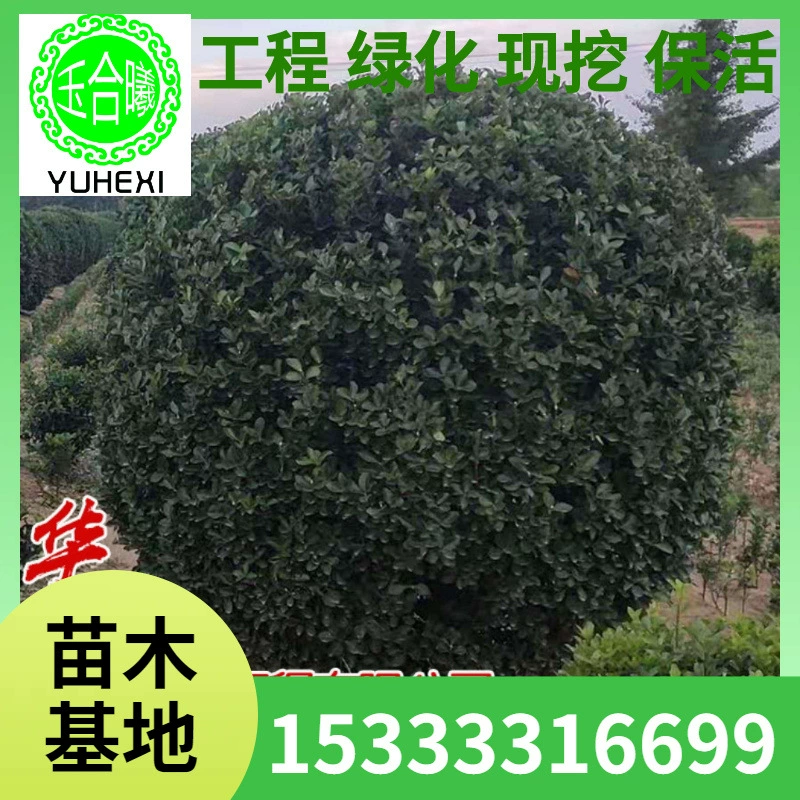 Производитель поставляет шары из крупнолистной самшитовой древесины, вечнозеленые кустарники с цветными блоками, покрывающие почву, а также крупнолистную самшитовую древесину для ландшафтных и зеленых проектов.