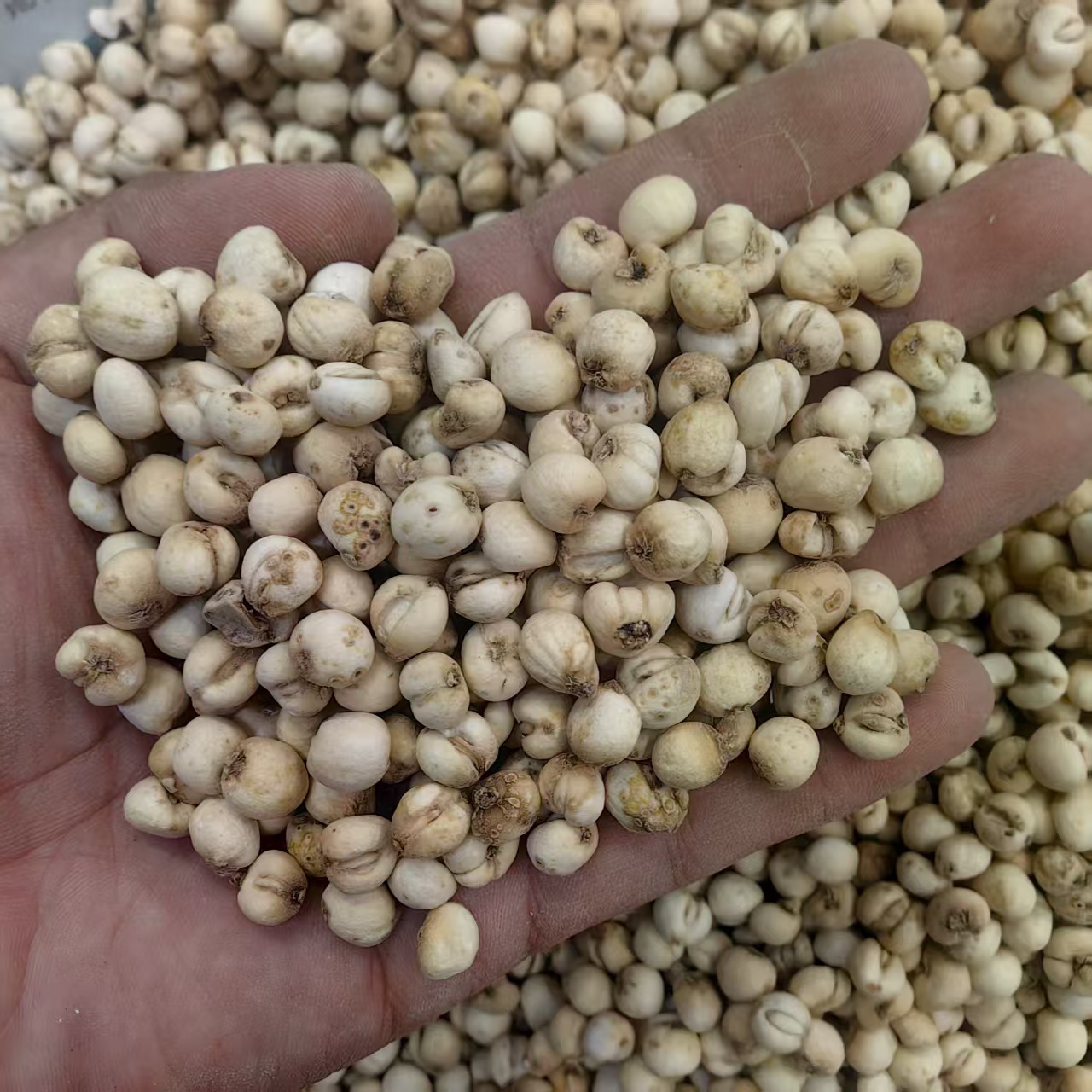 Zhejiang Fritillaria Bulbus Zhe Bei Mu Powder 500g Traditional Herbal Ingredient in use