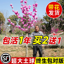 ���m�����玧�����t���ϏV���m����ͥԺ�ļ��������ԾG���ͺ����