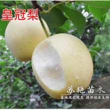 皇冠梨树苗 嫁接梨苗莱阳水晶雪花梨苗当年结果树苗南方北方种植