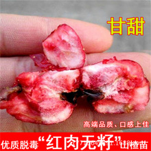 tɽ޽ɽѼtɽ高䮔YϱNֲ