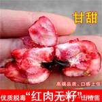 甜红子山楂苗嫁接山楂苗歪把红大山楂树当年结果南北方种植果树苗