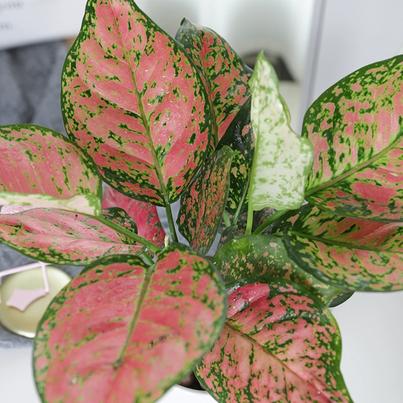 Растение в цветочном горшке Ruyi Queen, благоприятное красное вечнозеленое растение, комнатное гидропонное зеленое растение, цветок, четырехсезонный бонсай с листвой