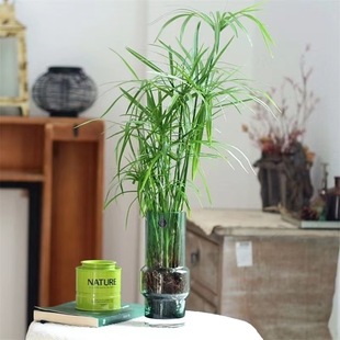 Water Bamboo Plant Potted Hydrophyllum Windmill Grass Turtle Tank Fish Pond Hydroponic Emergent Plant Swamp Filtration Purification Water Quality