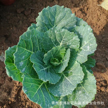 基地绿羽衣甘蓝苗秧四季盆栽阳台春秋山东牡丹菜营养绿叶甘蓝