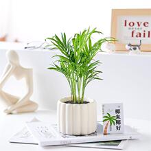 ���仨Ҭ������ˮ��Gֲ���ܴ���ֲ��ɢβ�������������Pβ���F