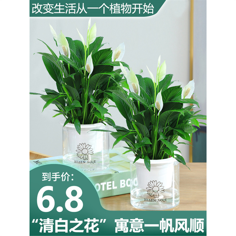 白掌盆栽一帆风顺水培植物室内好养花卉绿萝绿植水养红掌四季开花