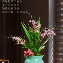 文心蘭夢香 特香的花 多色小花室內綠植辦公室花卉好養易活