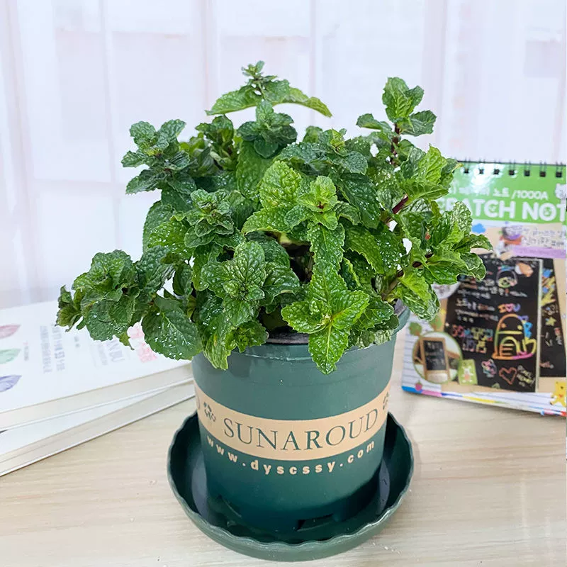 [Весной и летом съедобный репеллент от комаров] можно есть мяту в горшках мятный лист репеллент от комаров, саженцы мяты