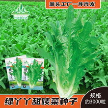 绿丫丫甜唛菜种子花芽甜麦菜种籽四季盆栽油麦菜开丫沙拉菜生菜籽
