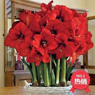 Amaryllis Bulbs Imported Single-Petal Alfred Bamboo Top Red Potted Plants with Buds and Roots Indoor Balcony Green Plants Easy to Grow