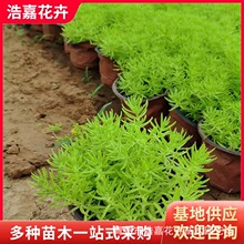 金叶佛甲草小苗批发青州绿叶佛甲草 宿根花卉屋顶造景绿化黄金条