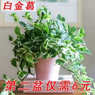 Platinum Clematis, Green Leaf Philodendron, Snowflake Clematis Potted Plant, Climbing Vine, Long Vine, Hanging Indoor Desktop Hydroponic Easy-To-Grow Small Green Plant