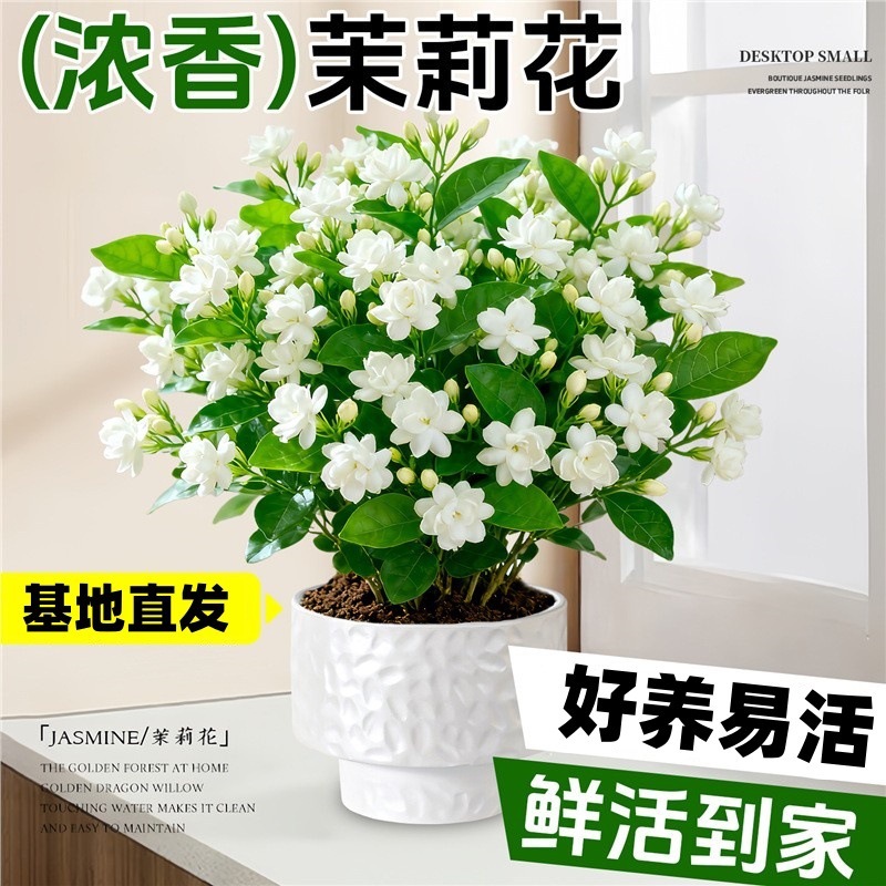 Jasmine Potted Plant with Flower Buds, All-Season Flowering Green Plant, Easy to Care For, Suitable for Office, Young Seedlings, Old Stems, Hydroponic Plants, Indoor