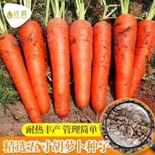 黑田五寸参胡萝卜种子日本三红胡萝卜种籽水果萝卜春四季蔬菜种孑