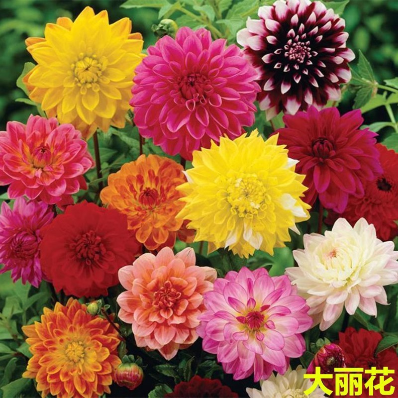 100 grains of Dalihua