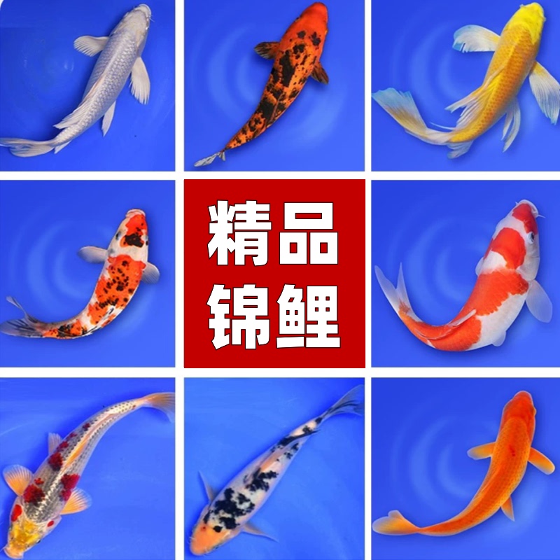 Large Koi Live Ornamental Fish Live Fish Red and White Cold Water Easy to Raise and Live Goldfish Red Carp Fish Tank Freshwater Fish