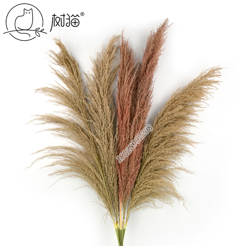 树猫110cm真芦苇干花天然蒲苇室内植物婚庆花材长枝狗尾巴草批发|ms
