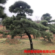 基地供应工程园林景观造型黑松 规格多样庭院可栽造型黑松