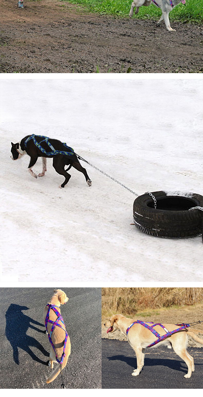 雪橇犬胸背带_08