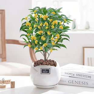 ļ𻨘ͶYAAϘ̨ͥԺ҃ȺB辰