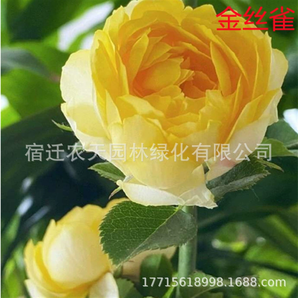 Древесная Роза Саженцы цветов канарейки Балкон Терраса Двор Горшечные растения Зеленые растения Микро-Луна Садоводство Четыре сезона Цветы Цветение