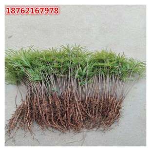 ���X���辰 ���� �䘶���X��С�� ���X�ɘ����ϱ����NֲͥԺ�G��